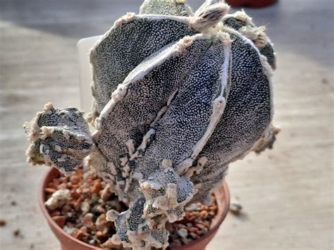 Fotogalerie Astrophytum Myriostigma Cv Fukuryu Ii Exoticke Rostliny Cz