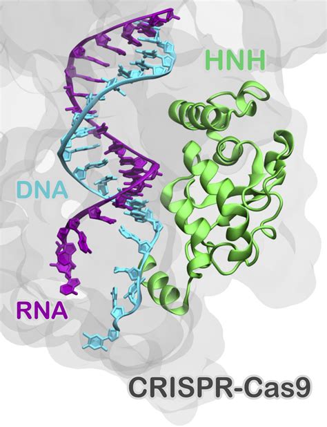 Dissecting Structure And Function Of DNARNA Hybrids Chem