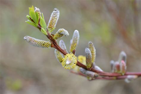 Salix Sachalinensis Sekka Dragon Willow Close Up Flickr