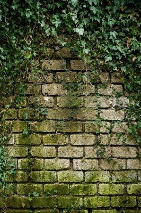 Ivy Growing On A Ancient Brick Wall Stock Photo Ziegelw Nde Efeu