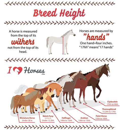 How to Choose the Right Walking Horse Breed for Your Family 2