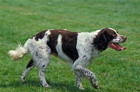 Brittany Spaniel Dog Breed Temperament Lifespan And Facts