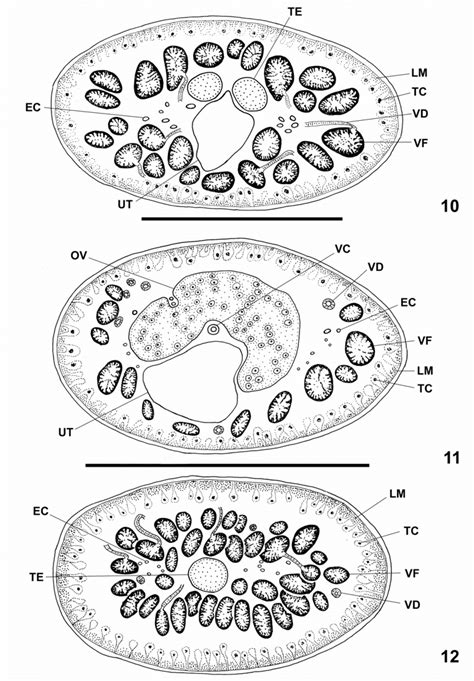 Ailinella Mirabilis Gen N Sp N Mature Proglottides Fig 10 Download Scientific Diagram