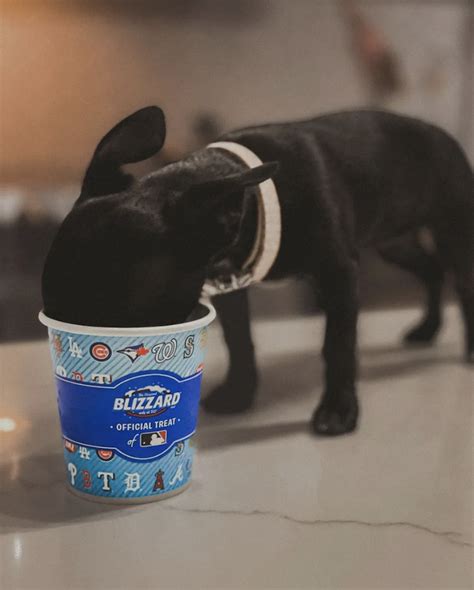 Dairy Queen Pup Cup 2024 Marje Shandra