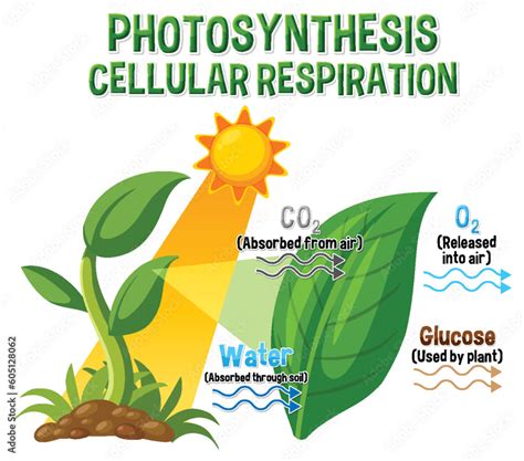 Diagram Of Photosynthesis For Biology And Life Science Education Stock