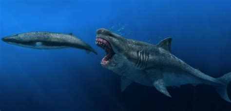 Fakta Baru Megalodon Bisa Telan Hiu Putih Raksasa Sekali Hap