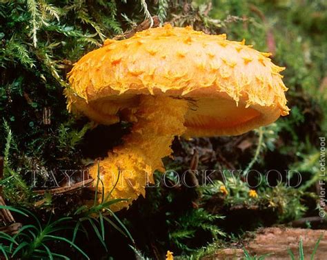 Pholiota Flammans Quebec Garden Mushrooms Stuffed Mushrooms