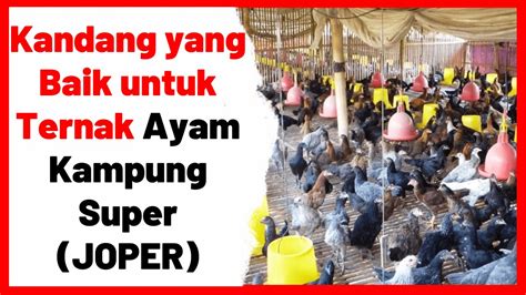 Kandang Yang Baik Untuk Ternak Ayam Kampung Super Joper