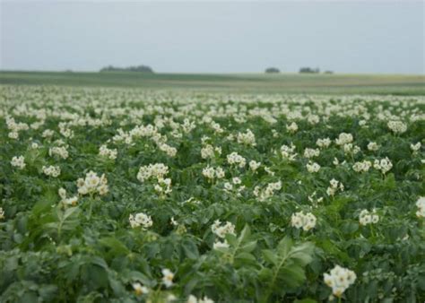 Создать мем "сорт, картофель винета, Бульба" - Картинки - Meme-arsenal.com