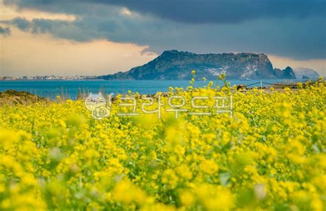 자연 제주도 성산일출봉 유채꽃 유채꽃밭 사진이미지일러스트캘리그라피 사진한스푼작가