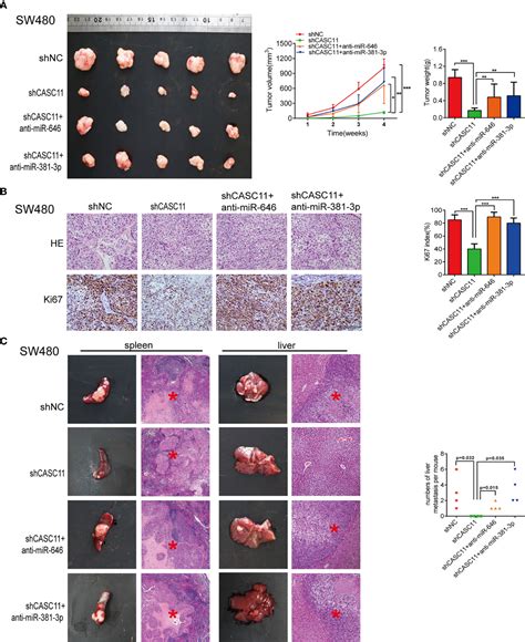 Frontiers The Lncrna Casc11 Promotes Colorectal Cancer Cell