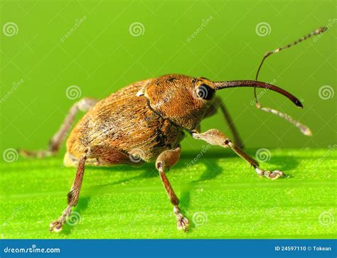 snout beetle    long snout stock photo image  close