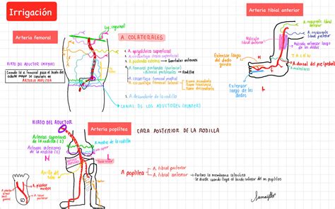 SOLUTION Irrigación de miembro inferior esquemas y síntesis Studypool