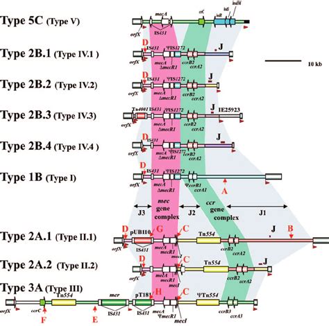 Structural Comparison Of SCC Mec Elements The Structures Of SCC Mec