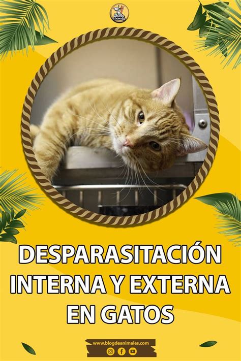 Desparasitaci N Interna Y Externa En Gatos C Mo Saber Si Mi Gato Es