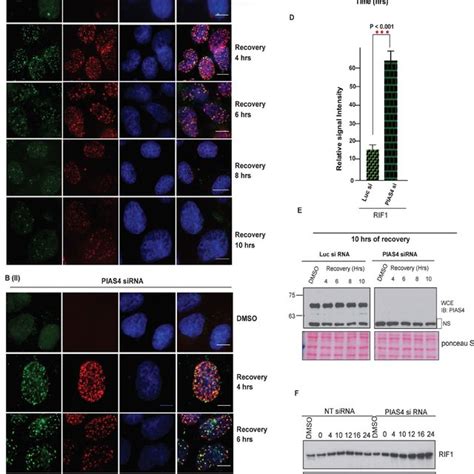 SUMO E3 Ligase PIAS4 Regulates RIF1 SUMOylation A U2OS Cells Stably