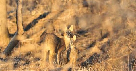 The DMZ that separates North and South Korea is a haven for wildlife ...