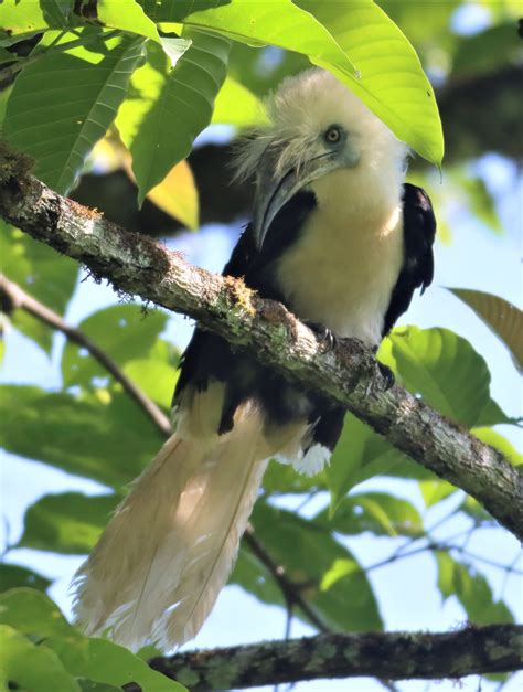 White Crowned Hornbill Berenicornis Comatus Coke Smith Wildlife