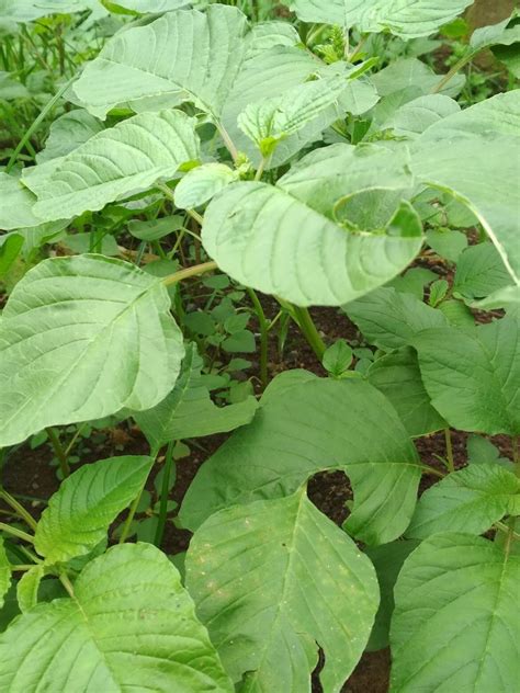 gambar tanaman obat  manfaatnya