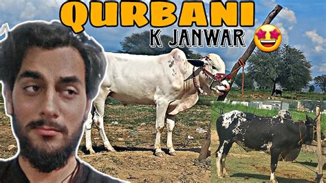 Qurbani K Janwar Le Lia Finally Mirpur Mandi Youtube