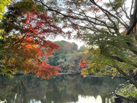 紅葉進む震生湖 はだの旬だより 秦野の観光情報サイト