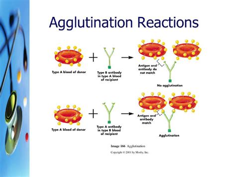 Lecture Notes in Medical Technology: Lecture #2: ANTIGEN-ANTIBODY REACTION IN BLOOD GROUP SEROLOGY