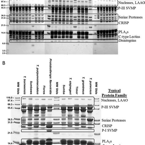 Comparison Of SDS PAGE Patterns Of T Insularis From The Different