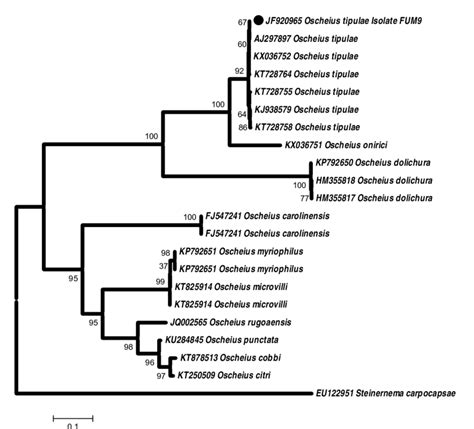 Phylogenetic Relationships Of Oscheius Tipulae And Other Closely