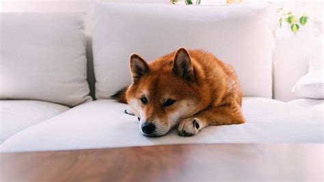 Download Wallpaper 1920x1080 Shiba Inu Dog Pet Relax Full Hd Hdtv