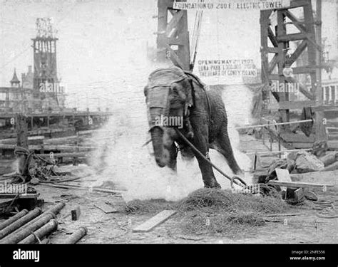 Topsy elephant death electrocution at luna park 1903 Stock Photo - Alamy