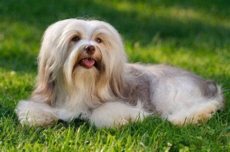 9 Small Long-Haired Dog Breeds (Show Trim Explained) - Primpaws ...