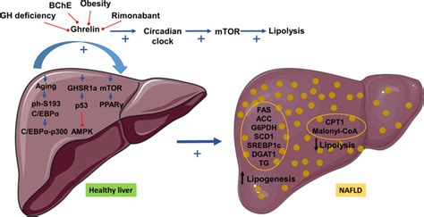 Intracellular Pathways Activated By Ghrelin Leading To Nafld Ghrelin