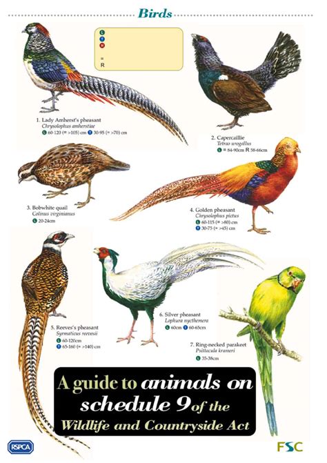 British Day Flying Moths Identification Guide | FSC Moths Guide