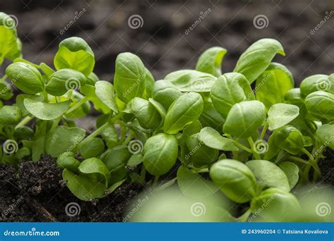 Brotes De Albahaca Fresca Con Hojas Verdes Crecen Desde El Suelo