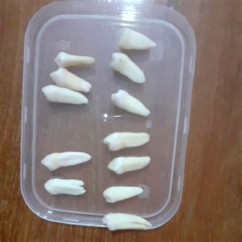 Jual Ready Gigi Premolar Bawah Dan Premolar Atas Gigi Praktikum Fkg