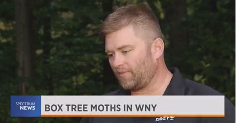 Invasive Box Tree Moths Found In Western New York Davey Tree