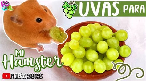 Los hamsters pueden comer uvas Tu Guía Completa para el Cuidado y