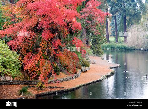 Fall color with pond Crystal Springs Rhododendron Gardens Portland ...