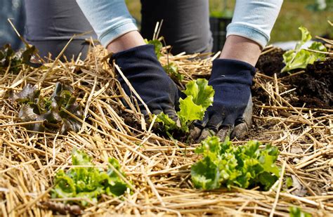 Mulching Our Guide To Choosing The Right Mulch For Your Yard Rock N Soil