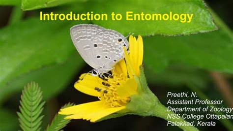 What Is Entomology Ppt Free Download