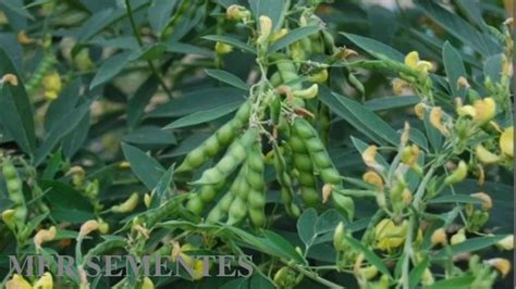 Feijão Guandú Fava Larga 15 kg De Sementes