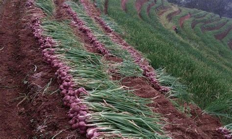 Cara Menanam Bawang Merah Mudah Dan Praktis Id