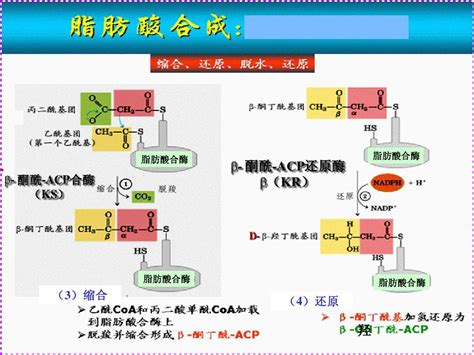 6 2脂肪酸的生物合成1 3pptword文档在线阅读与下载无忧文档 6 2脂肪酸的生物合成1 3pptword文档在线阅读与下载无忧文档