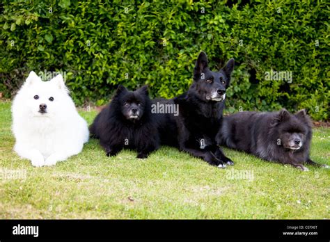 white Japanese Spitz pet dog two German Spitz dogs and a Black German Stock Photo: 43375776 - Alamy