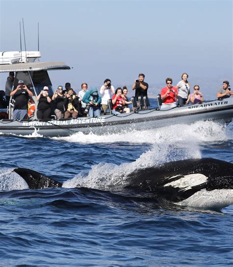 Whale Watching - Visit Newport Beach