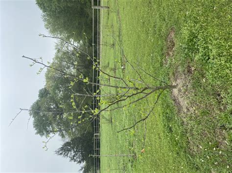 Pruning jujube to an open vase / center - General Fruit Growing ...