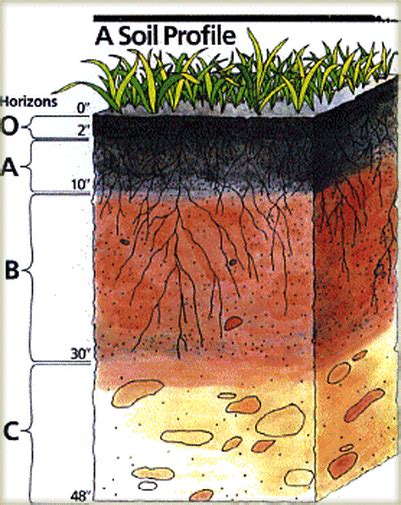 Geology Amazon Rainforest