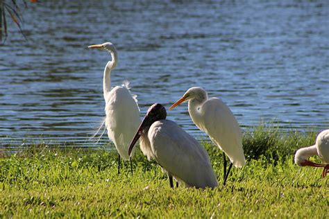 Florida Wading Birds Photograph by David Zuhusky - Fine Art America