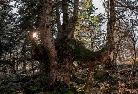 Nella Tana Del Monte Nero Alla Scoperta Degli Abeti Bianchi Veri