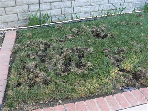 Prevent Raccoon Digging Up Lawn Or Yard